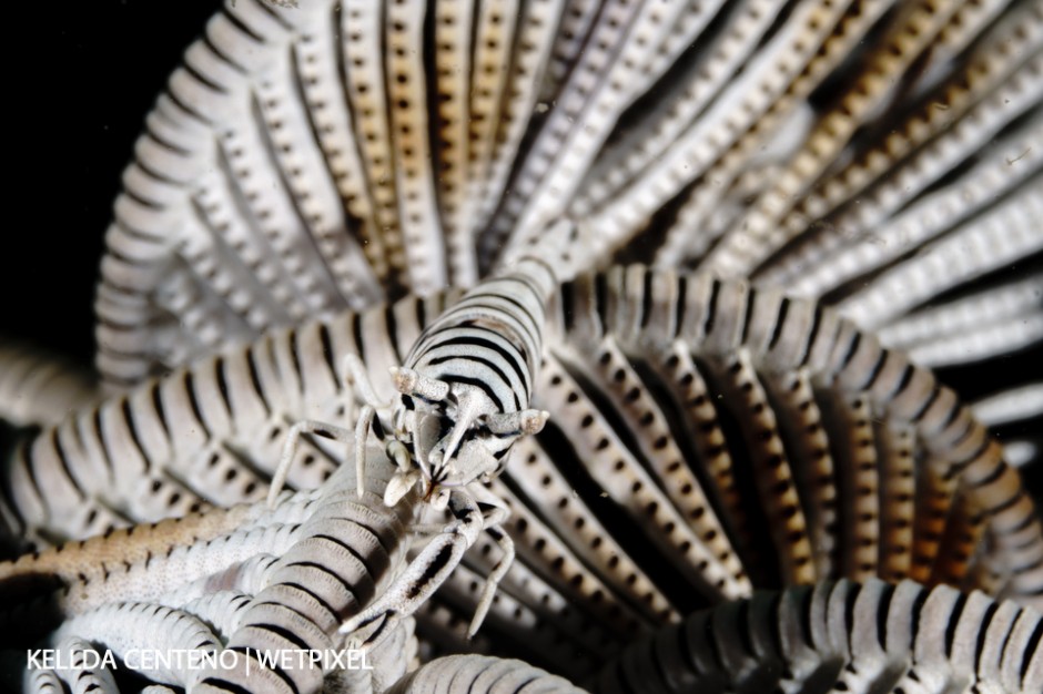 Shot this crinoid shrimp against the pattern of its host crinoid in Anilao. This isn’t the usual black-background shot, but I like the striped pattern in the different angles.