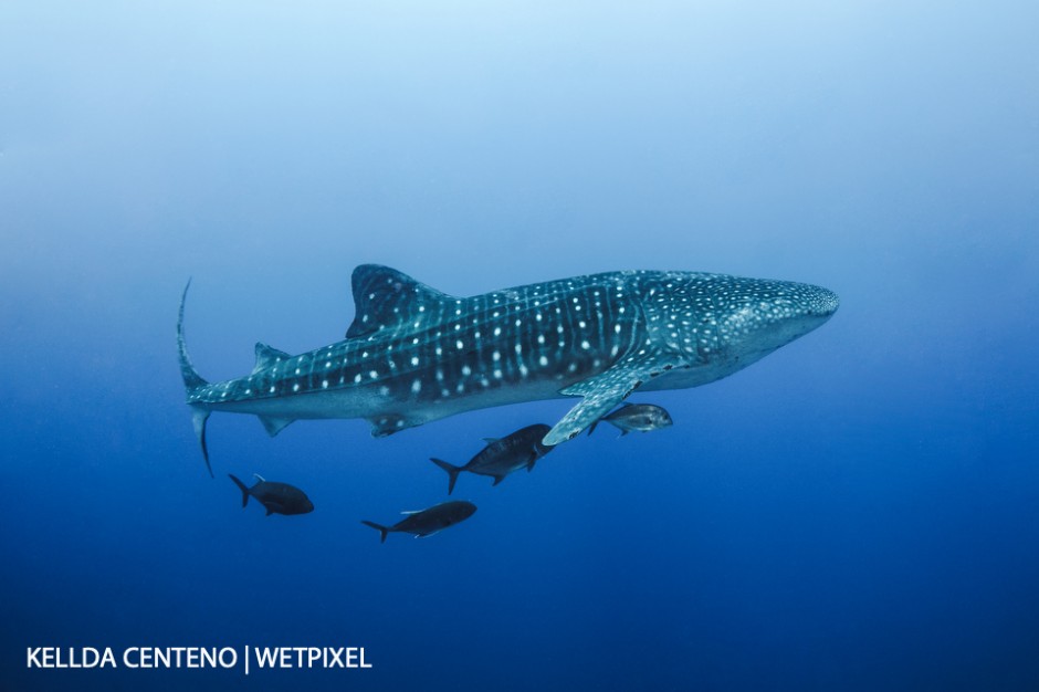 Almost missed this scene because I was facing the reef instead of the blue. Whaleshark and jacks at Tubbataha.