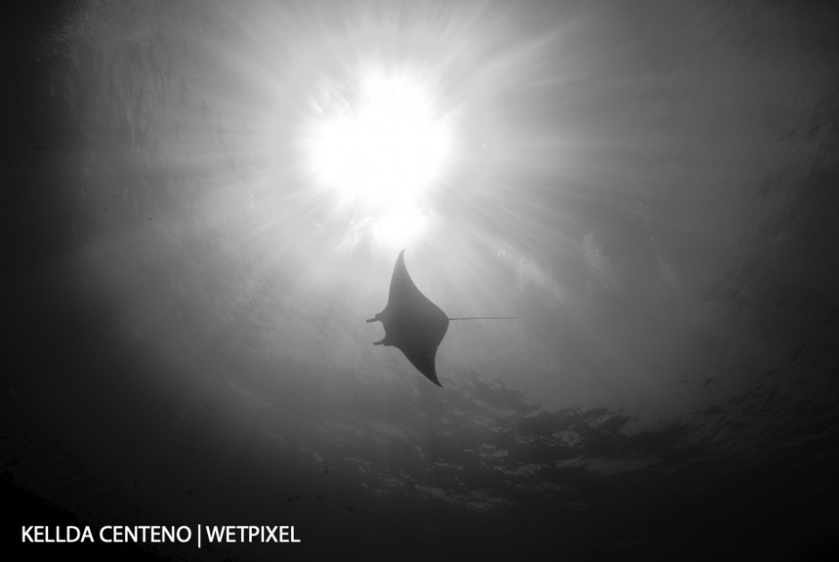  A manta passing overhead at Tubbataha.