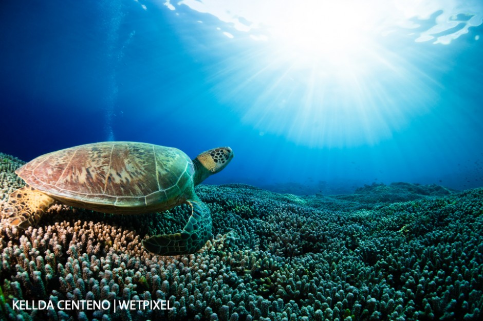  What my dreams are made of a green turtle, staghorn coral as far as the eye can see, and fantastic visibility in Tubbtaha.