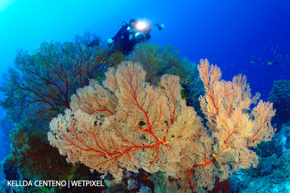 Very large sea fans and my dive buddy at Tubbataha.