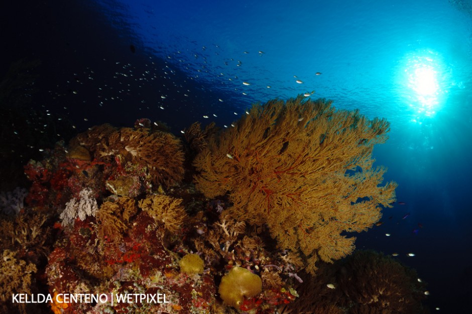 Late afternoon reef view of corals and tiny reef fish at Tubbataha.