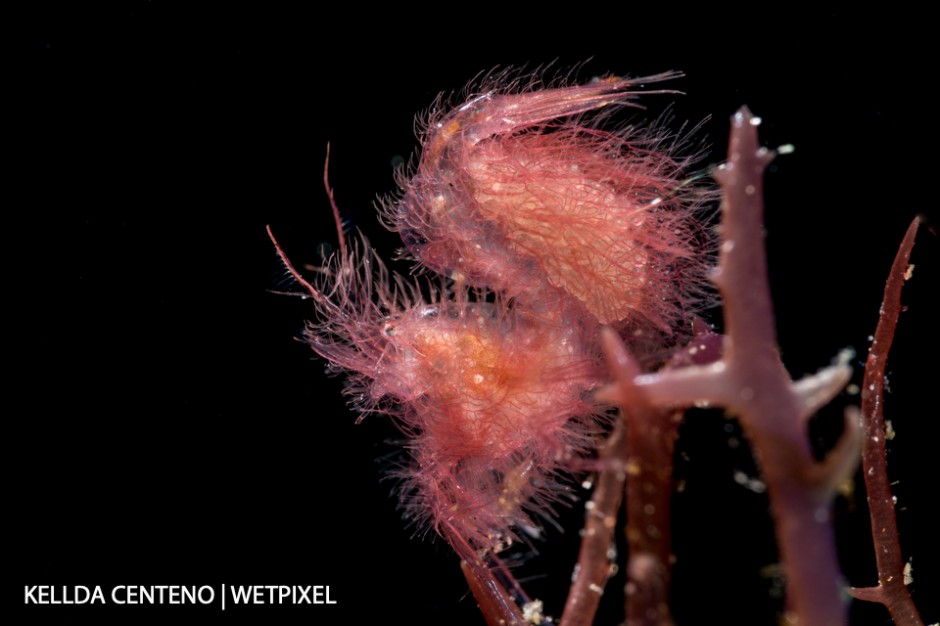 This hairy shrimp was smaller than a grain of rice. After getting some shots, I experimented with both back and front lighting to see the details more clearly.