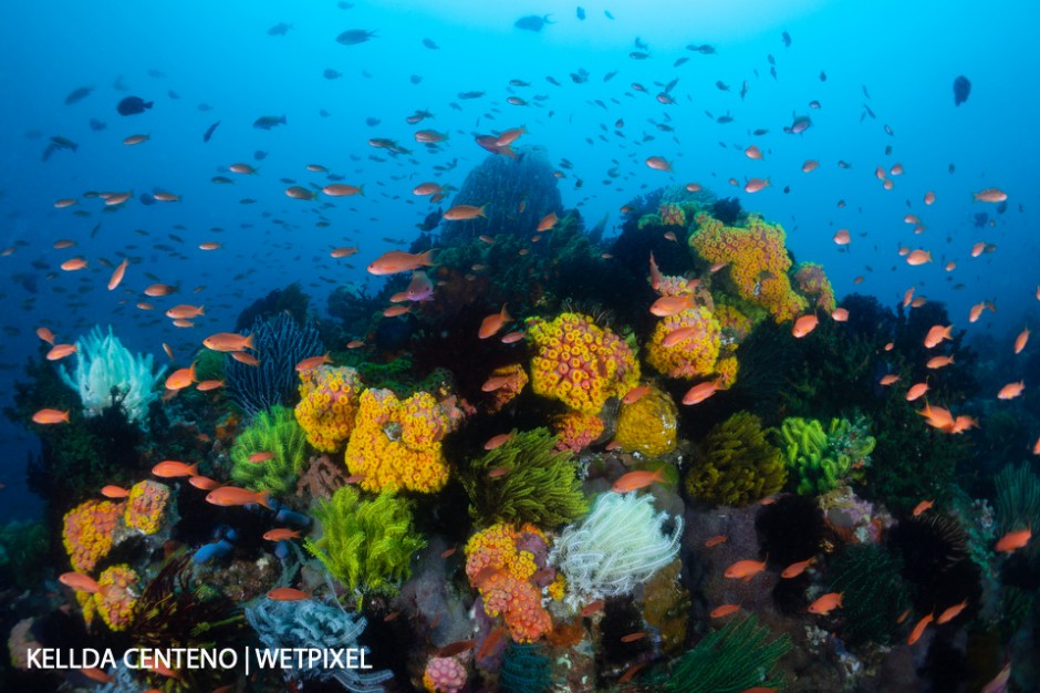 An explosion of colors at Sombrero Island, off the shoreline of Anilao.