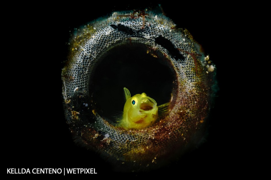 Parked myself in front of this yellow goby and waited for it to yawn. It was living in a beer bottle with its partner. Shot in Anilao.