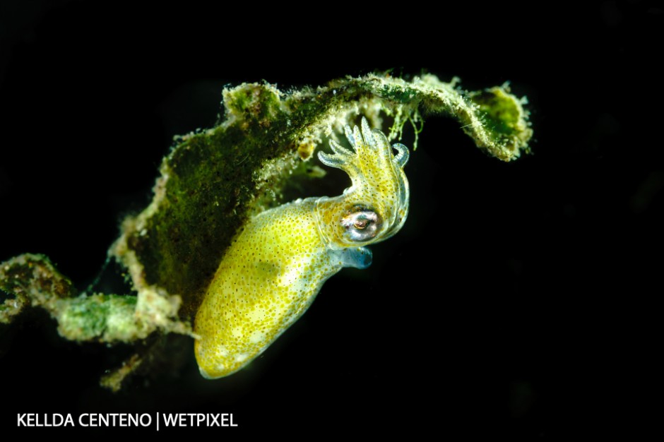 Found this pygmy squid at Anilao during a safety stop. I put my torch behind it and shot this with just torch lighting to bring out the translucence.