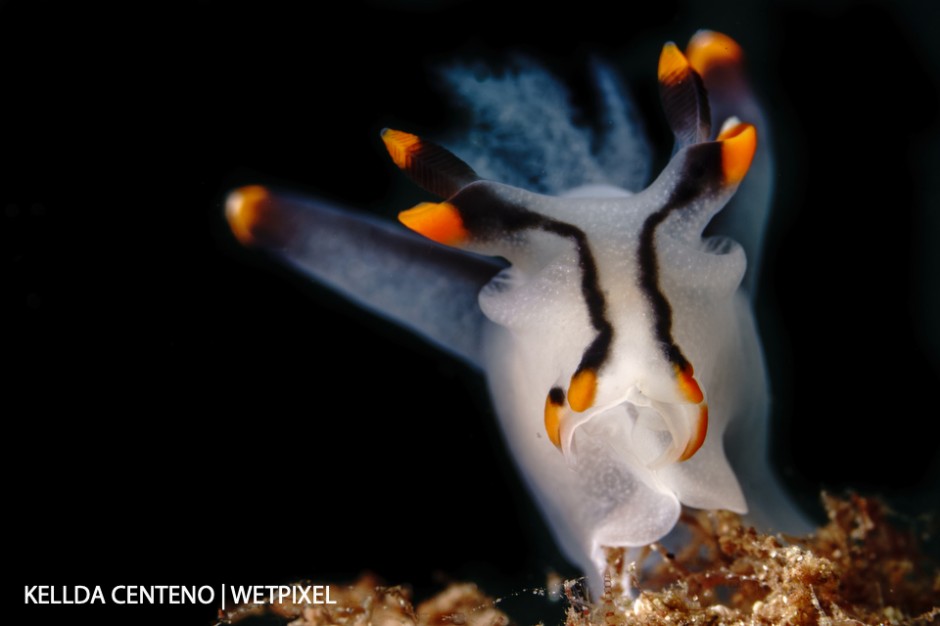 Anilao is known for all sorts of nudibranchs. Here’s a white “Pikachu” (I’m still on the hunt for a yellow one).