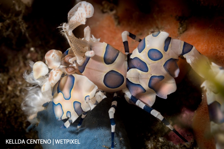 Saw this harlequin shrimp feeding on a starfish under a rock in Dauin.