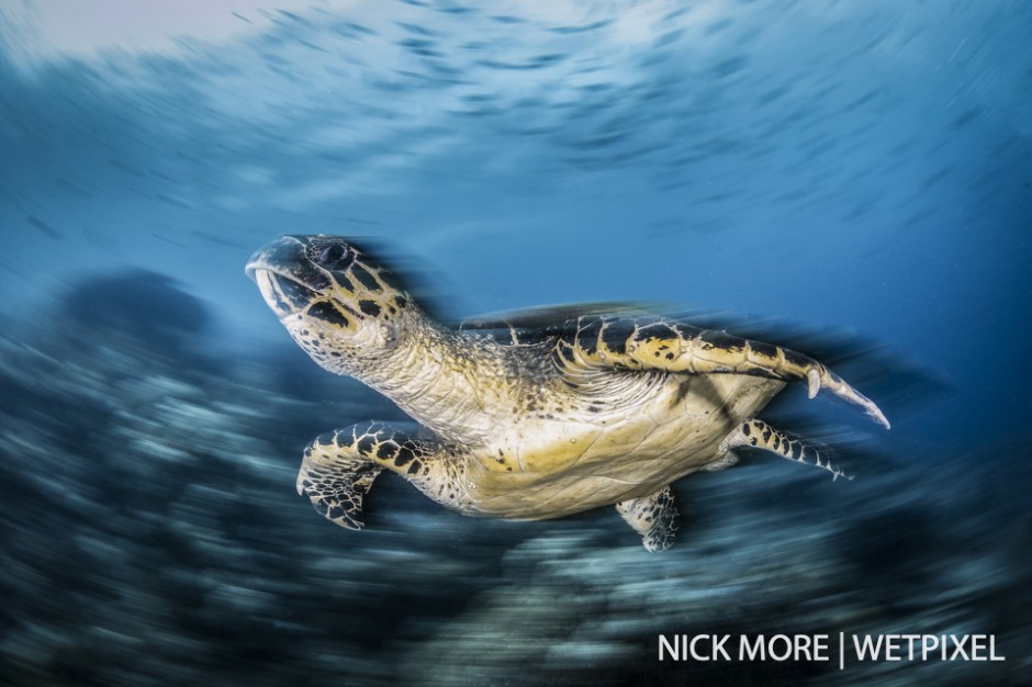 Hawksbill turtle (*Eretmochelys imbricata*) against the reef.