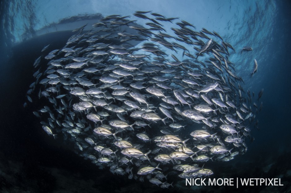 School of bigeye jacks/trevally (*Caranx sexfasciatus*) under the Jetty at Misool Eco Resort.