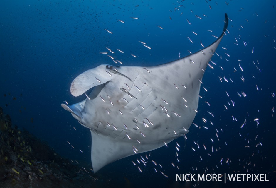 Reef manta ray (*Mobula alfredi*) at Magic Mountain, Misool.