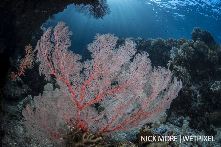 Sea-fan, Boo-West, Misool.