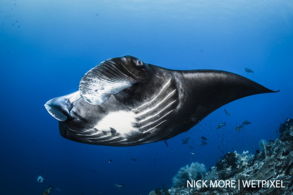 Black reef manta ray (*Mobula alfredi*) at Magic Mountain, Misool.