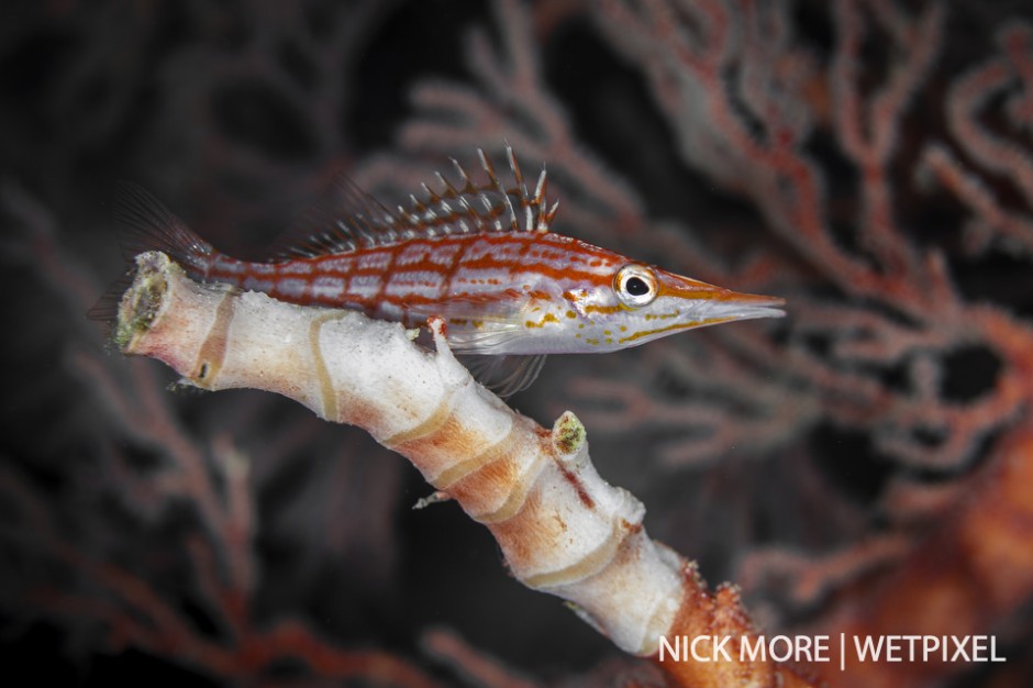 Longnose hawkfish (*Oxycirrhites typus*) perching on a sea fan