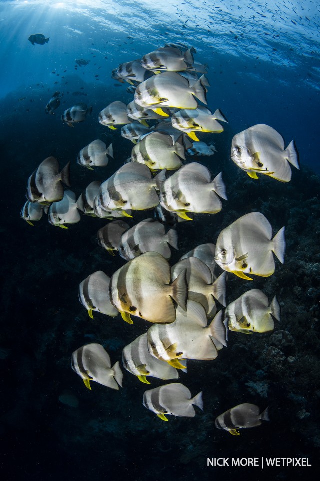 Schooling dusky batfish, *Platax pinnatus*, Boo West, Misool.