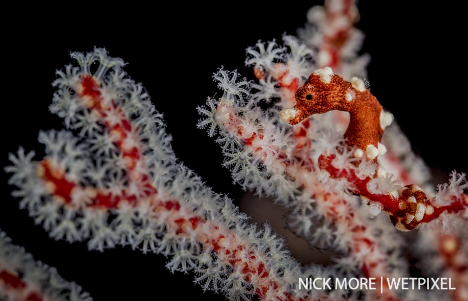 Misool variant of Denise’s pygmy seahorse (*Hippocampus denise*.)