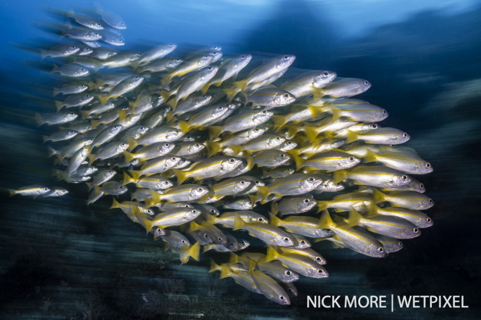 Schooling snapper at Birthday Cake, Misool.