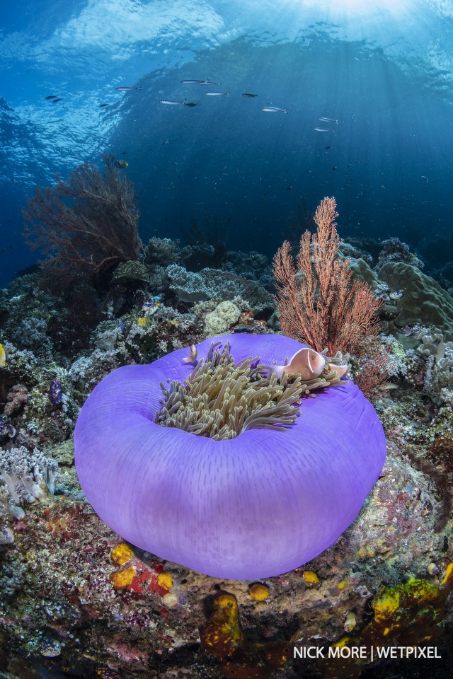 Balled-up anemone with pink skunk anemone fish (*Amphiprion perideraion*) at Whale Rock, Misool.