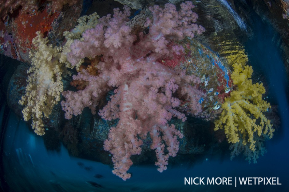 Soft corals under the jetty at Misool Eco Resort.