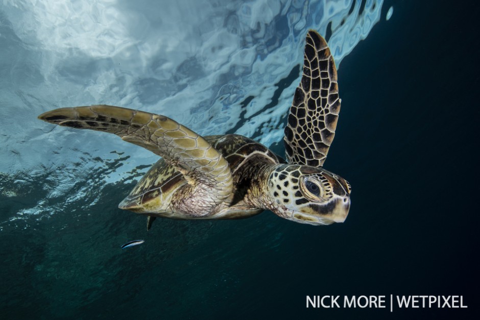 A green turtle swoops down from the surface (*Chelonia mydas*.)