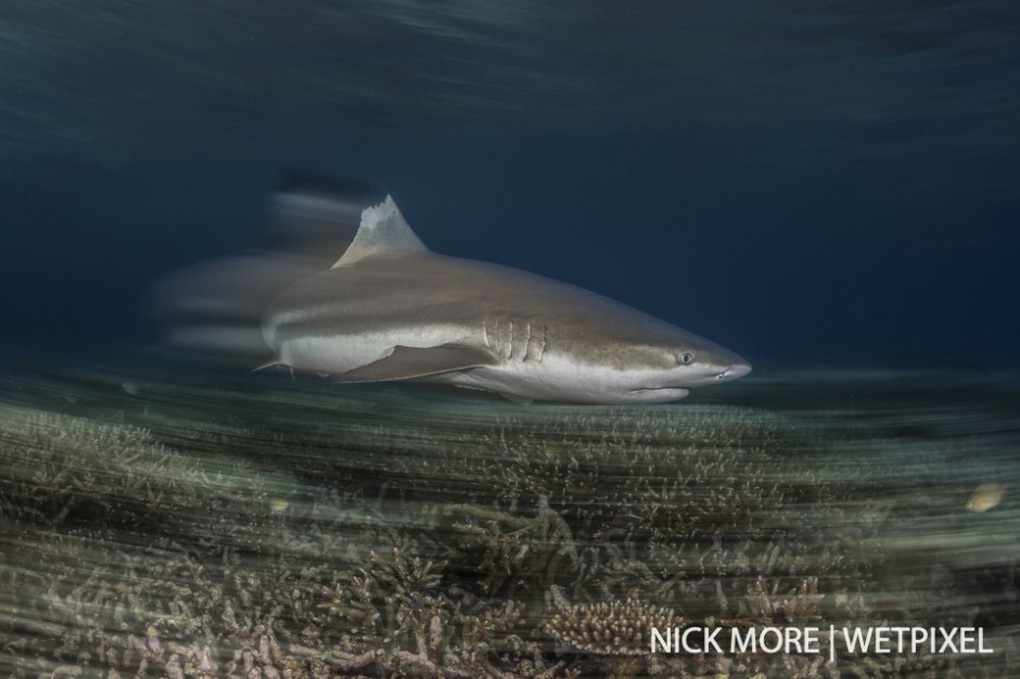 Black-tip reef shark (*Carcharhinus melanopterus*) over staghorn coral at Misool Eco Resort.