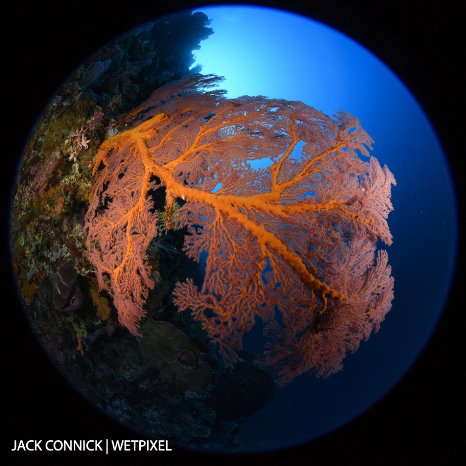 Gorgonian Fan. Nikon 8-15mm FE lens @ 8mm. ISO 400, f/16 1/100 sec.