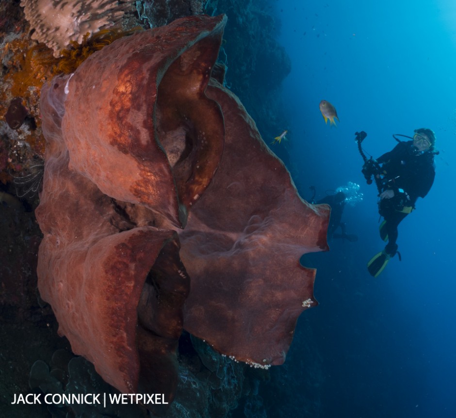 Banda Sea Sponge. 60mm Nikkor & Nauticam WWL wet lens. ISO 400, F/14 @ 1/250 sec.