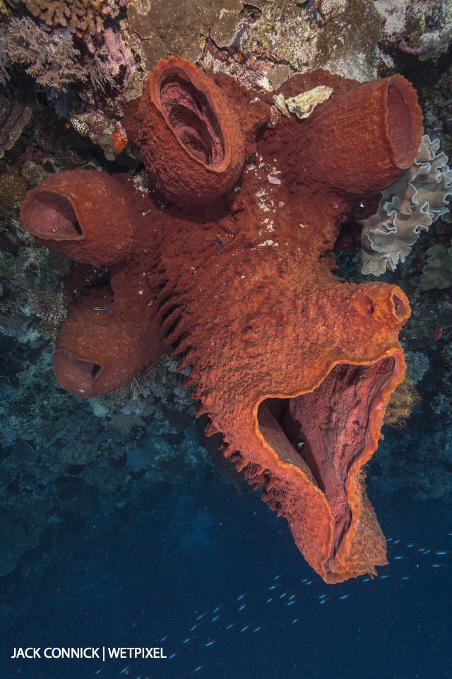 Banda Sponge on Wall. Nikon 16-35mm lens with Sea & Sea focus diopter. ISO 800, f/13 1/100 sec.