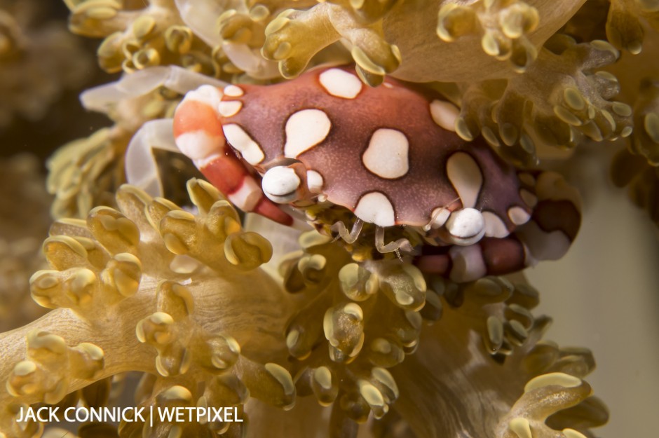 Coral Crab. D850 in DX mode. 60mm Nikkor with SagaDive +10 diopter ISO 250 f/18 1/100th sec