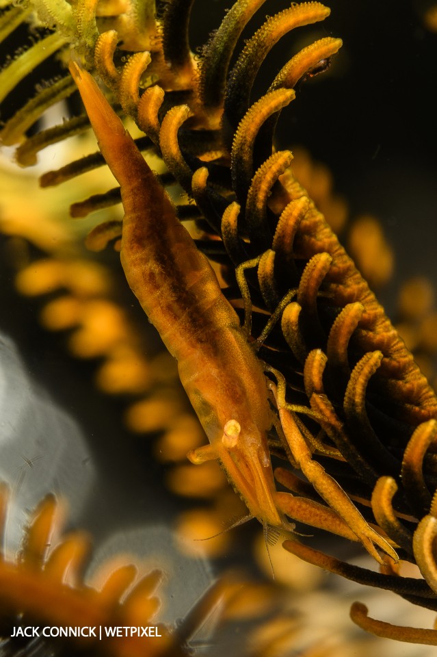 Crinoid Shrimp. D850 in DX mode. 60mm Nikkor with SagaDive +10 diopter ISO 125 f/22 1/100th sec