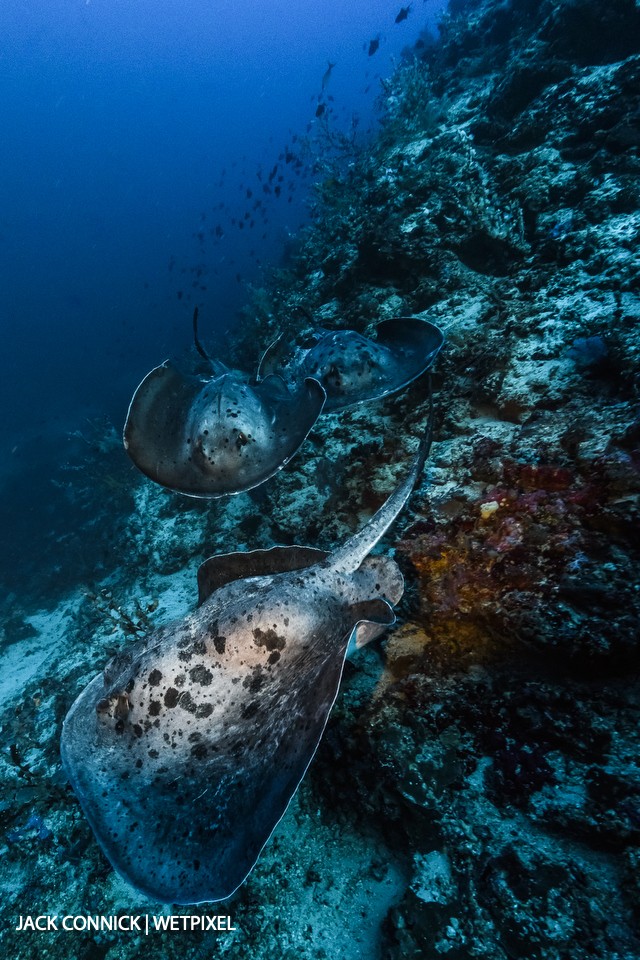 Marble Rays at 119'. Sigma 15mm FE. ISO 400, f/11 1/80 sec.