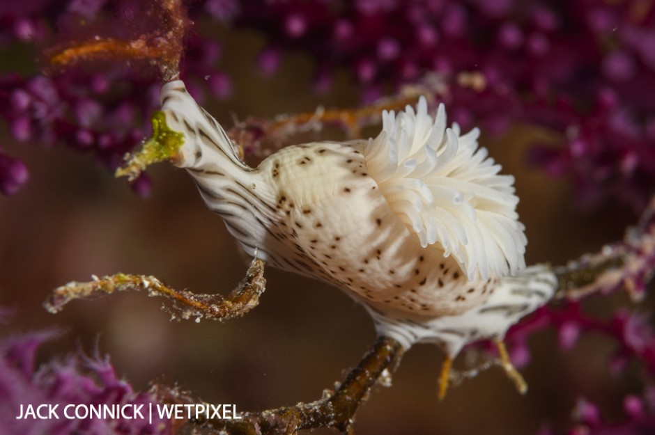 Soft Coral Cowrie. D850 in DX mode. 60mm Nikkor with SagaDive +10 diopter ISO 200 f/20 1/125th sec