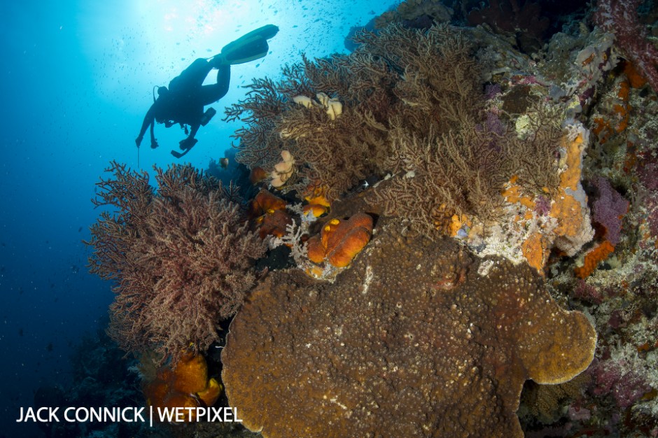 Dive on Banda Sea wall. Sigma 15mm FE. ISO 400, f/14 1/160 sec.