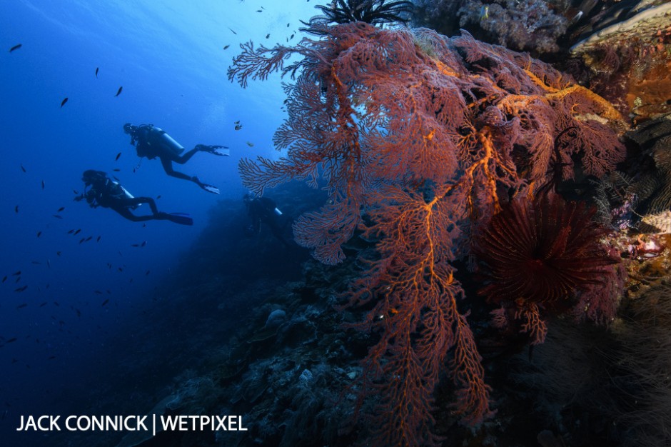 Gorgonian & Divers. Nikon 16-35mm lens with Sea & Sea focus diopter. ISO 800, f/14 1/125 sec.