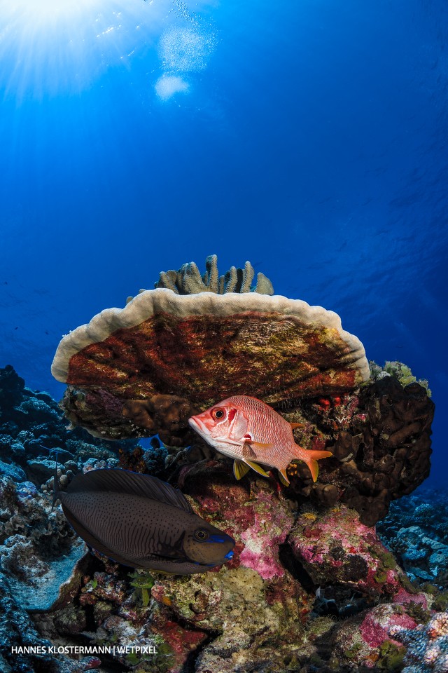 A sabre squirrelfish (*Sargocentron spiniferum*) is joined by a bignose unicornfish (*Naso vlamingii*).