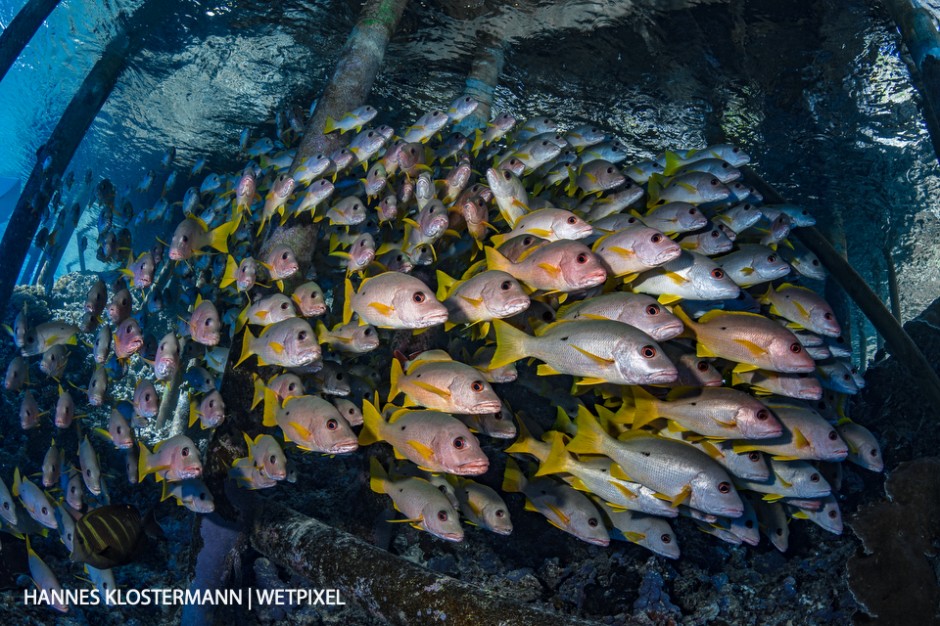 Onespot snapper (*Lutjanus monostigma*) gather underneath a jetty in Fakarava.