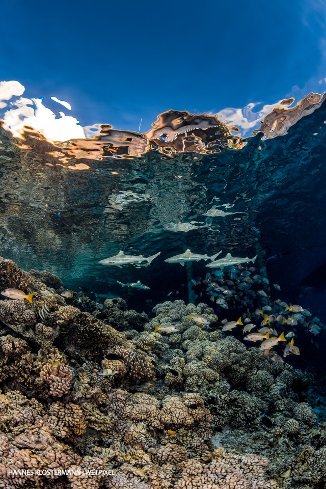 Blacktip reef sharks (*Carcharhinus melanopterus*) patrol the shallow areas of a reef.