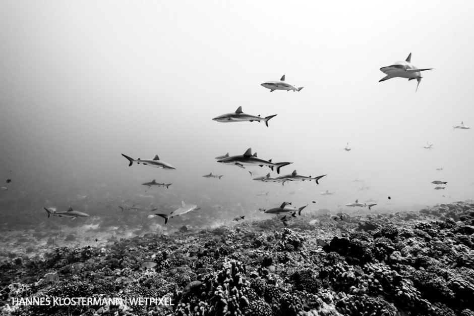 Part of the famous 'Wall of Sharks' in Fakarava. During the day, hundreds of sharks gather in several large groups, slowly cruising in the current to conserve energy for their nocturnal hunts.