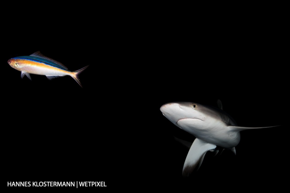 A grey reef shark (*Carcharhinus amblyrhynchos*) with potential prey.