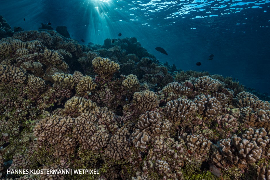 The reefs of the Tuamotu archipelago are dominated by hard coral, the vast majority of which appears healthy.