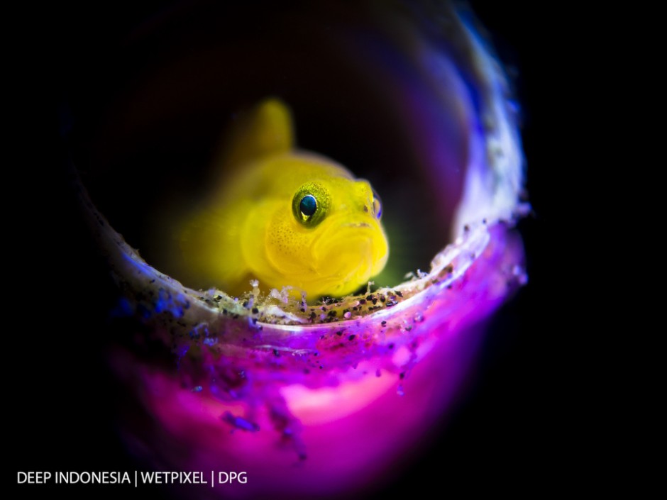 Winner: Compact Camera. “*Sad Sad Goby*” by Ipah Uid
