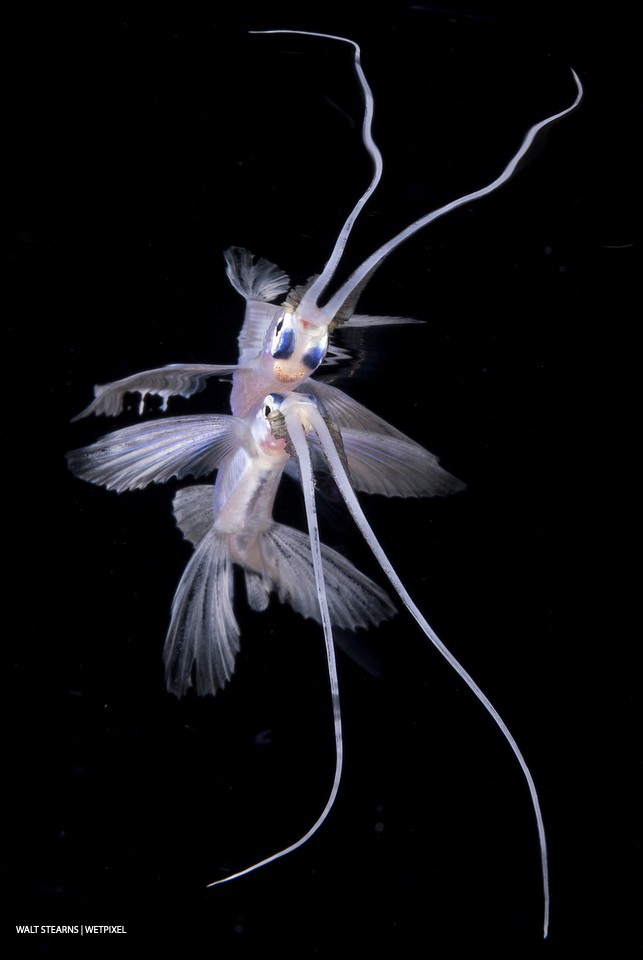 Fu Manchu flying fish for its excessively long mouth tendrils is but one of the thousands of things to see on a Palm Beach blackwater dive.  