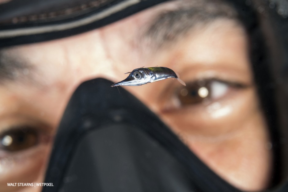 Big things often start from humble beginnings like this baby sailfish encounter during a blackwater dive in the Gulf Stream off the Palm Beach Florida coast.