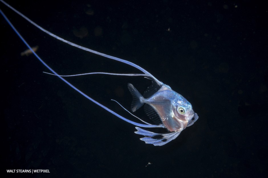 As a juvenile, they are called a threadfin, when they grow up they are better known as an African pompano  (*Alectis ciliaris*).