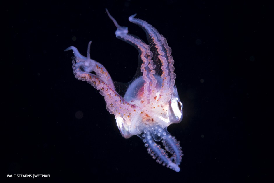 Juvenile blanket octopus during a Palm Beach blackwater dive in the Gulf Stream.