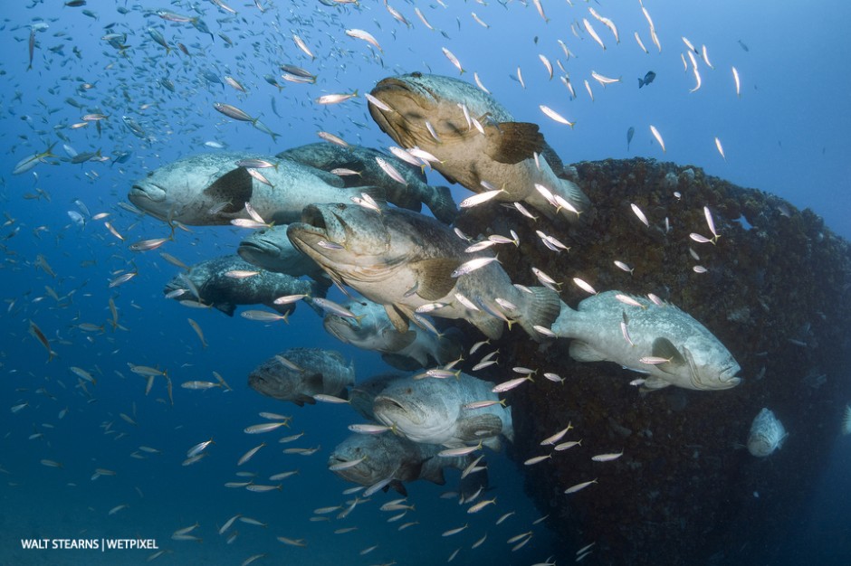 Goliath groupers (*Epinephelus itajara*) hover in a formation off the bow of a shipwreck in Palm Beach Florida.