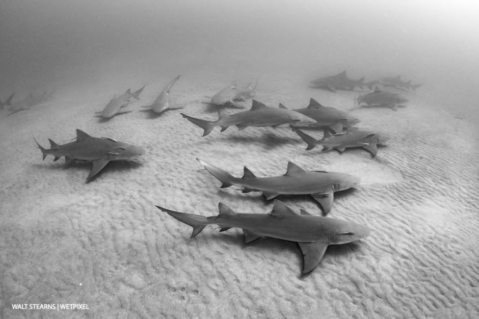 No, this is not Tiger Beach. In northern portions of Palm Beach in the Jupiter and Juno Beach area, the winter season brings a bigger influx of sharks, like this aggregation of adult lemon sharks (*Negaprion brevirostris*).