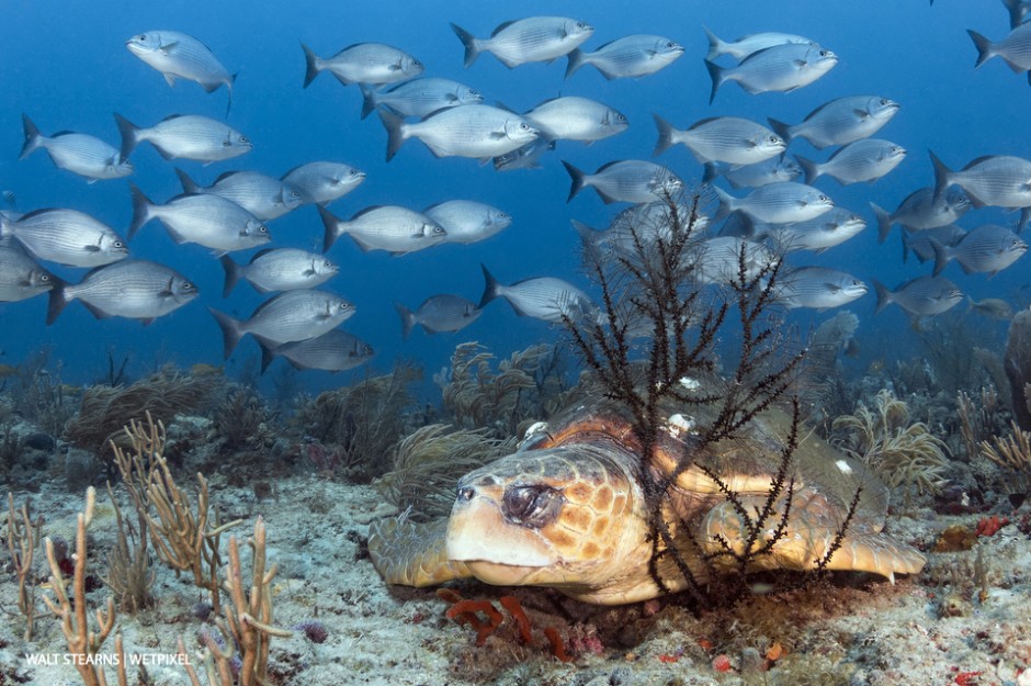 Loggerhead turtles  (*Caretta caretta*) are common trademark to diving in Palm Beach waters. To not see at least one during a dive is considered a bad day, which is very few and far between.