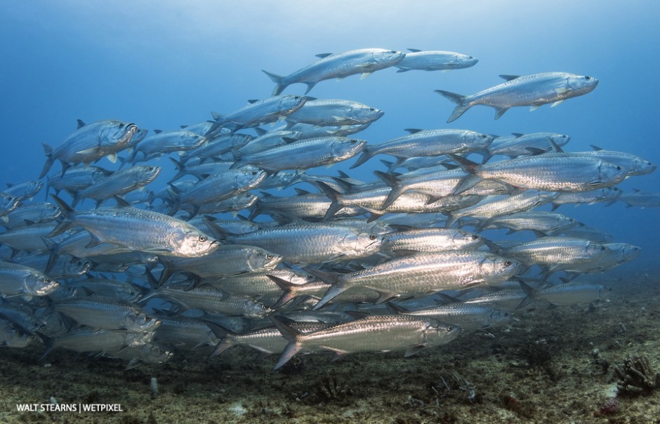 This place never ceases to amaze. During a dive on one the mid reef sites, school of giant tarpon (*Megalops atlanticus*), each measuring 5 - 6 feet in length swam past.