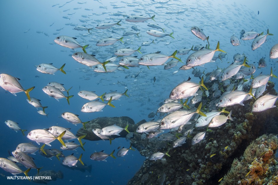 Horse-eye jacks (*Caranx latus*) school around the Castor wreck of Boynton Beach. This life-giving current not only nurtures coral growth, but also attracts a plenitude of marine life from open ocean pelagics to reef dwelling fish and invertebrates. 